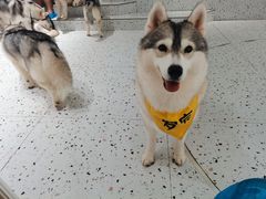 -Husky Go!哈士奇体验馆·宠物咖啡厅狗咖