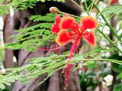 -国家植物园