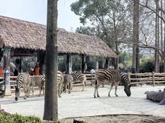 -上海野生动物园