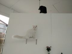 -有猫主题·治愈系猫咖(曾厝垵店)