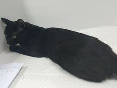 -北京观赏动物医院·24小时大型综合·猫专科·异宠专科