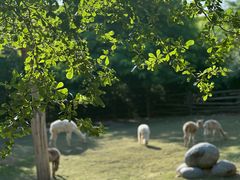 -泉州海丝野生动物世界