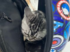 -纳吉亚猫专科动物诊疗中心(蒋宅口分院)