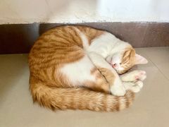 -瑞鹏宠物医院·夜间急症·心超·猫科(祖庙分店)