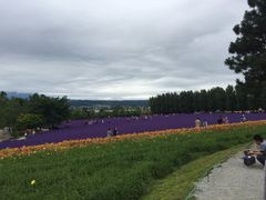 -富田农场