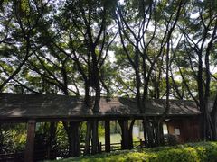 -大湾区中央湿地公园