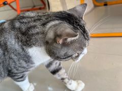 -平行世界·猫咖(首经贸店)