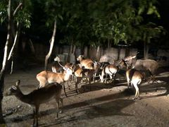 -清迈夜间动物园