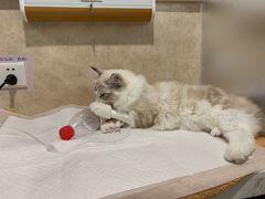 -宠爱国际动物医院· 猫科· 外科·中兽医(长白店)