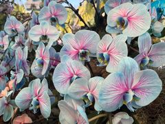 -中国科学院华南植物园