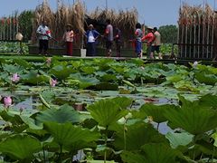 -洪湖生态旅游区