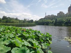 -前关湿地公园