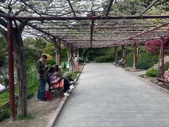 -嘉定紫藤园
