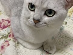 -中农国际动物医院24小时·猫科·骨科·急重症中心