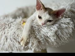 -山宅一喵德文卷毛猫舍