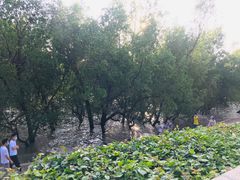 -宝安西湾红树林湿地公园