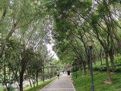 -大望京公园