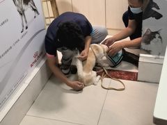 -乐琪宠物医院·犬猫专科·骨外科·急重症