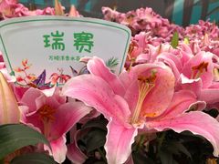 -万顷园艺世界