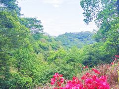 -阳台山森林公园