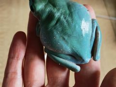 -酷以爬仙阁实体爬宠店·守宫·蜥蜴·专业繁育