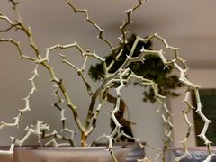 -自由生长植物工作室(深港花卉中心店)