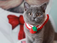 -lincat·猫舍(广州店)