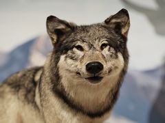 -陕西自然博物馆