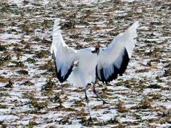 -盐城丹顶鹤湿地生态旅游区