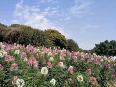 -松山湖梦幻百花洲