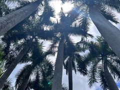 -中国科学院西双版纳热带植物园
