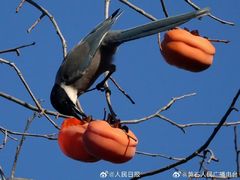 -清真素福拉面丝路美食(六里桥东店)