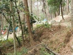 -铁山坪森林公园