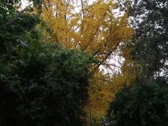 -四川大学(华西校区)