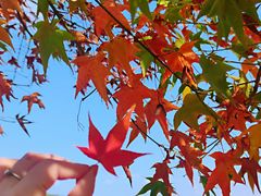 -田野绿世界