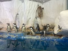 -太平洋海底世界