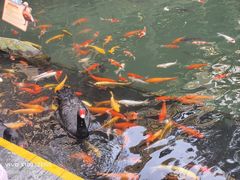 -海南槟榔谷黎苗文化旅游区