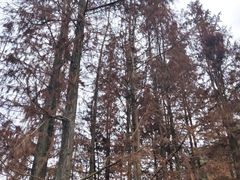 -重庆彩云湖湿地公园