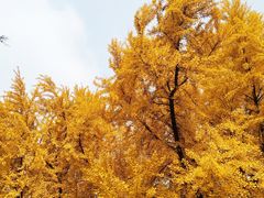 -四川大学(望江校区)