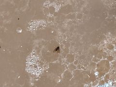 -龙鑫记清远脆皮鸡胡椒猪肚鸡