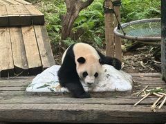 -广州长隆野生动物世界