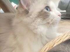 -飞行喵MR PILOT|猫舍·猫咖(静安大融城店)