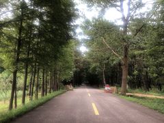 -日照海滨国家森林公园