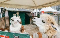 -萌宠亲子动物乐园(槐房万达店)