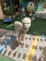 -萌宠亲子动物乐园(槐房万达店)