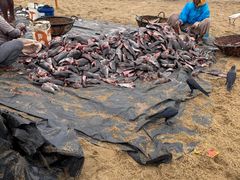 -尼甘布海鲜市场