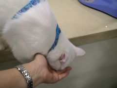 -小伙伴宠物医院•急重症转诊中心·老年专科·犬猫全科(北大街总院)