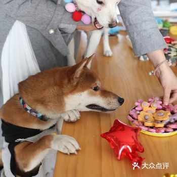 绕城内可以带狗子撒欢的宠物民宿