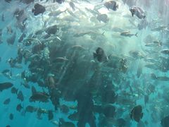-瑞德姆美人鱼海底演艺主题餐厅(亚龙湾店)
