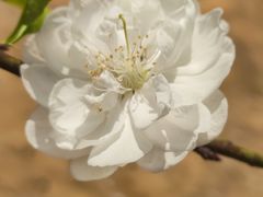 -南国桃园旅游度假区